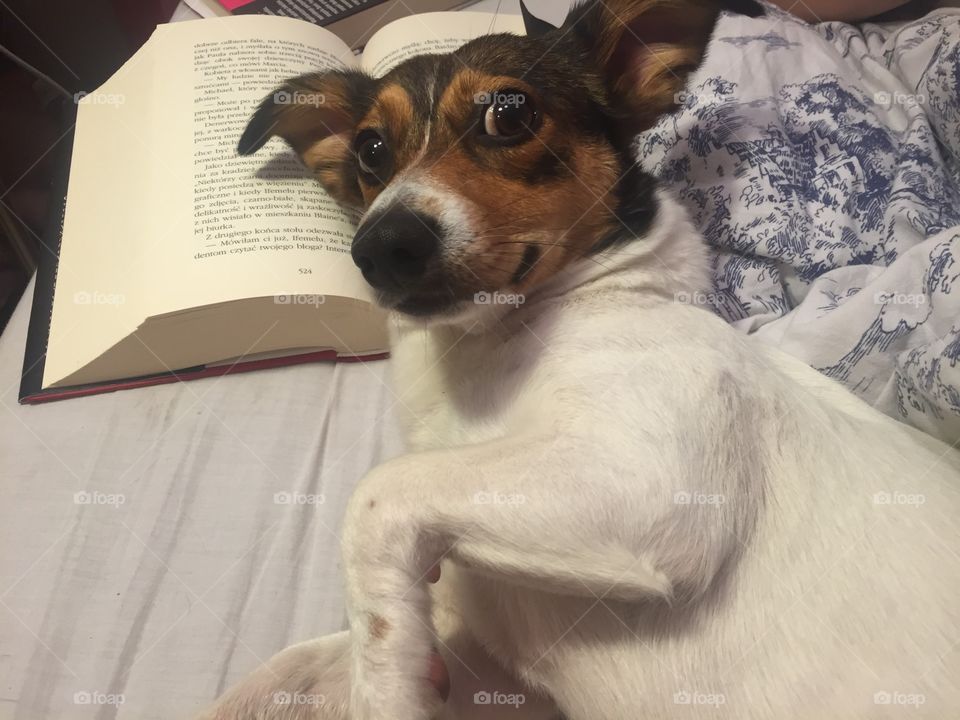 Dog, Mammal, Pet, Canine, Cute