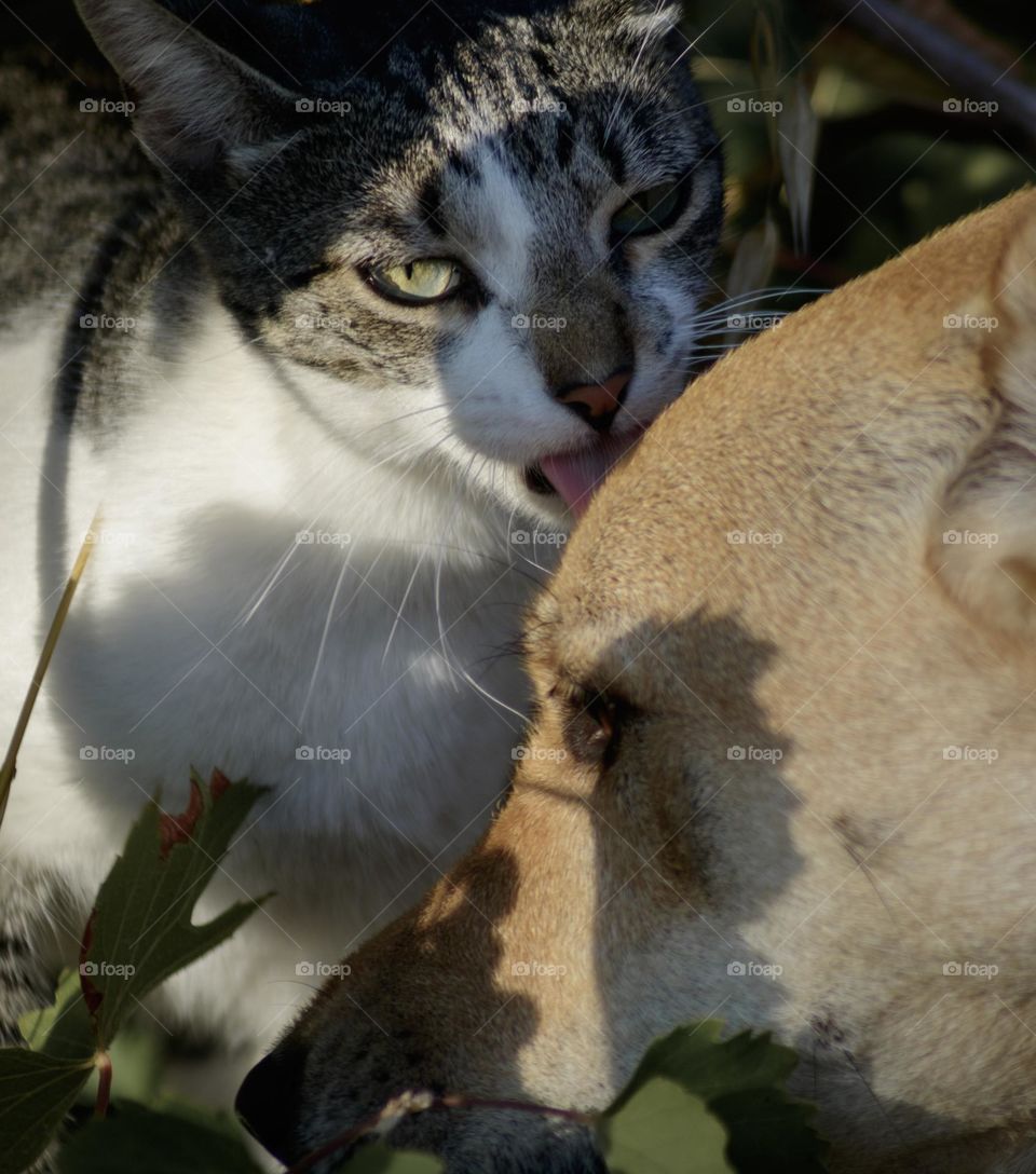 In the shadows of the grape vines my cat quietly and affectionately asserts her dominance over the dog by licking him