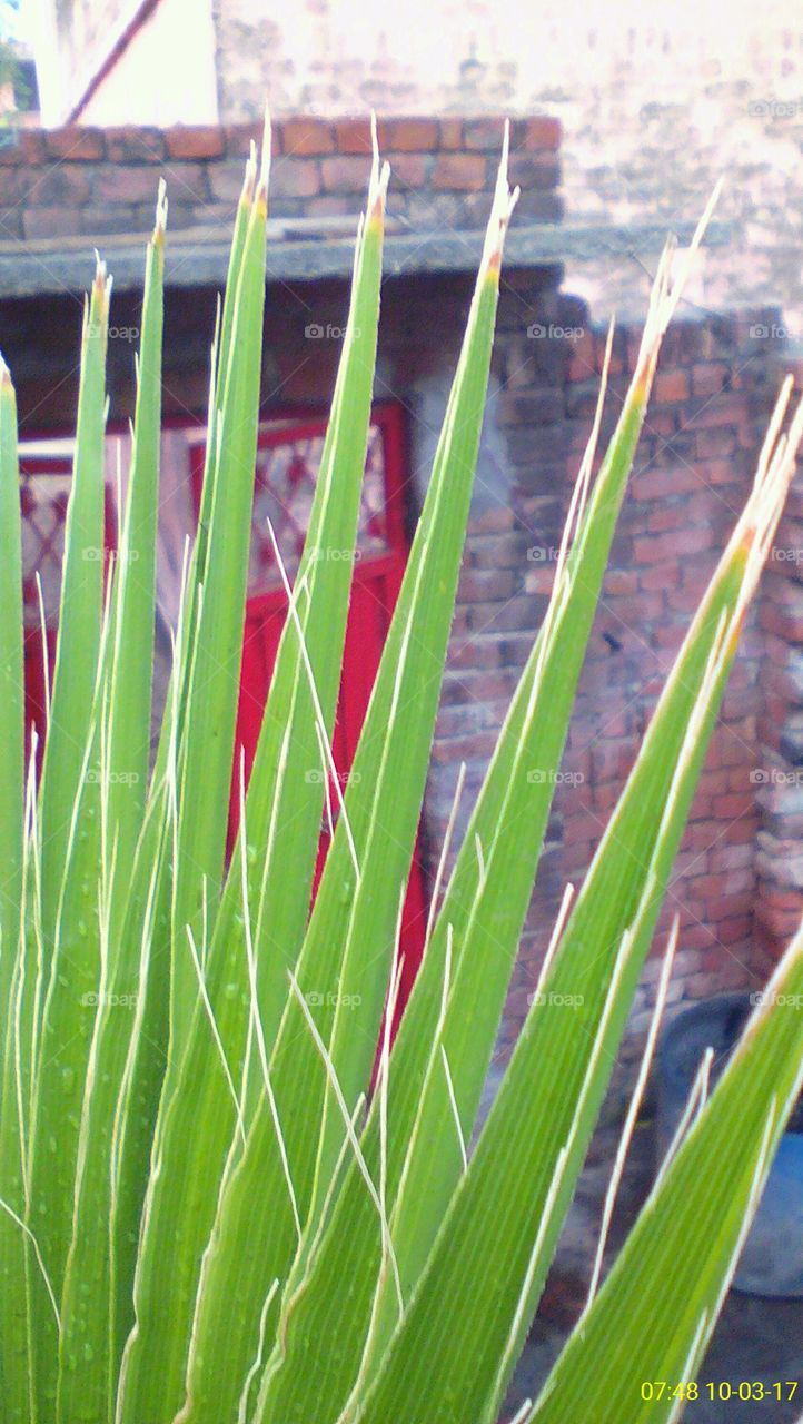 Only a few part of the big Green leaf plant