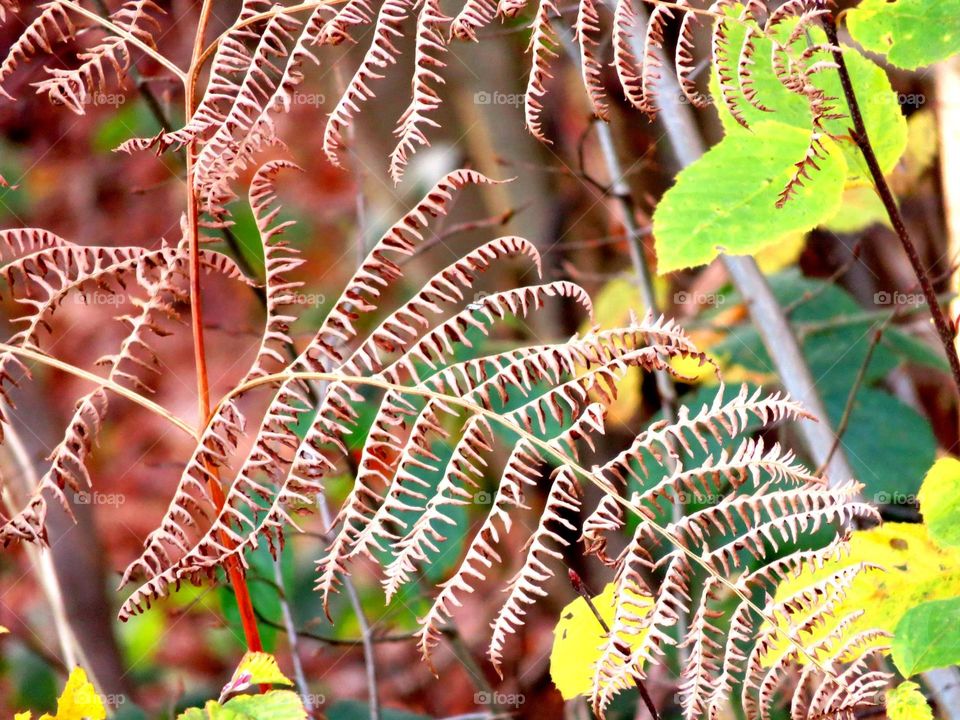 fern in magical forest in Marchiennes North of France