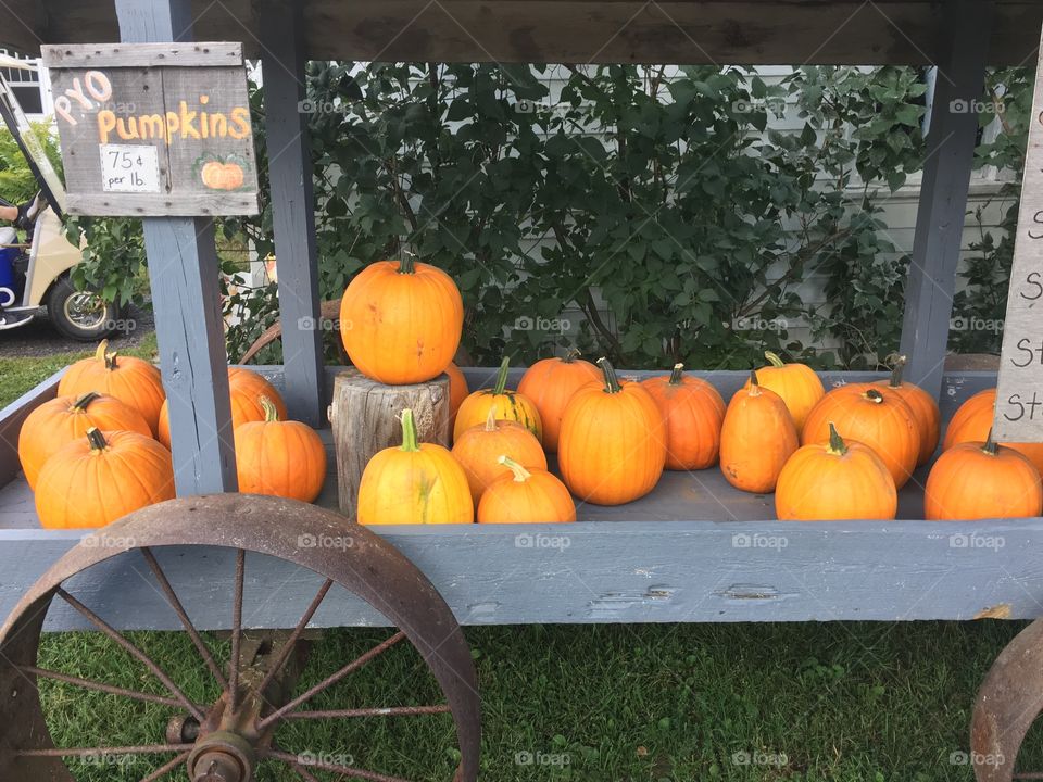 Pumpkins on the farm