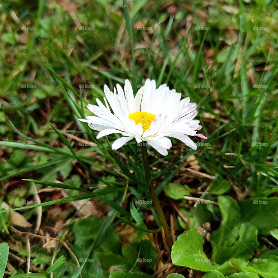 Primrose. Spring Flower.