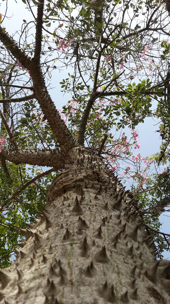 This is a tree that is in the park of my office. I believe his origin is Australia. It is a majestic beautiful strong vigorous tree but is full of thorns just like life. A tree of a spectacular beauty. Photo taken with XiaoMI MI Note5