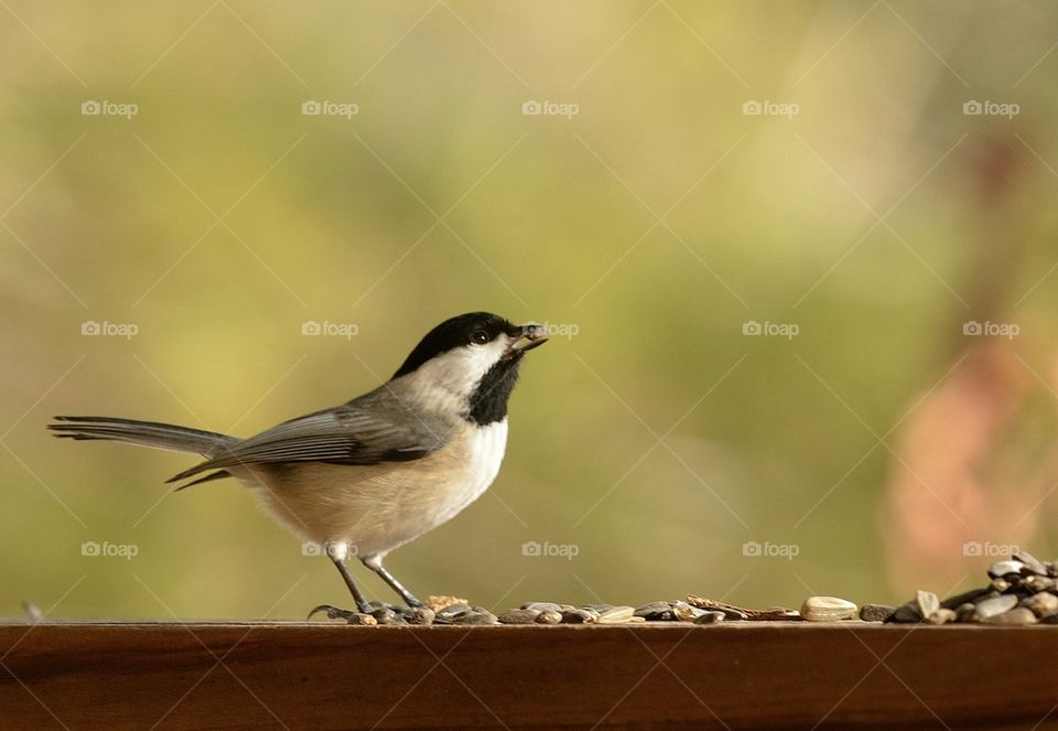 Black-capped Chickadee with Sunflower Seeds