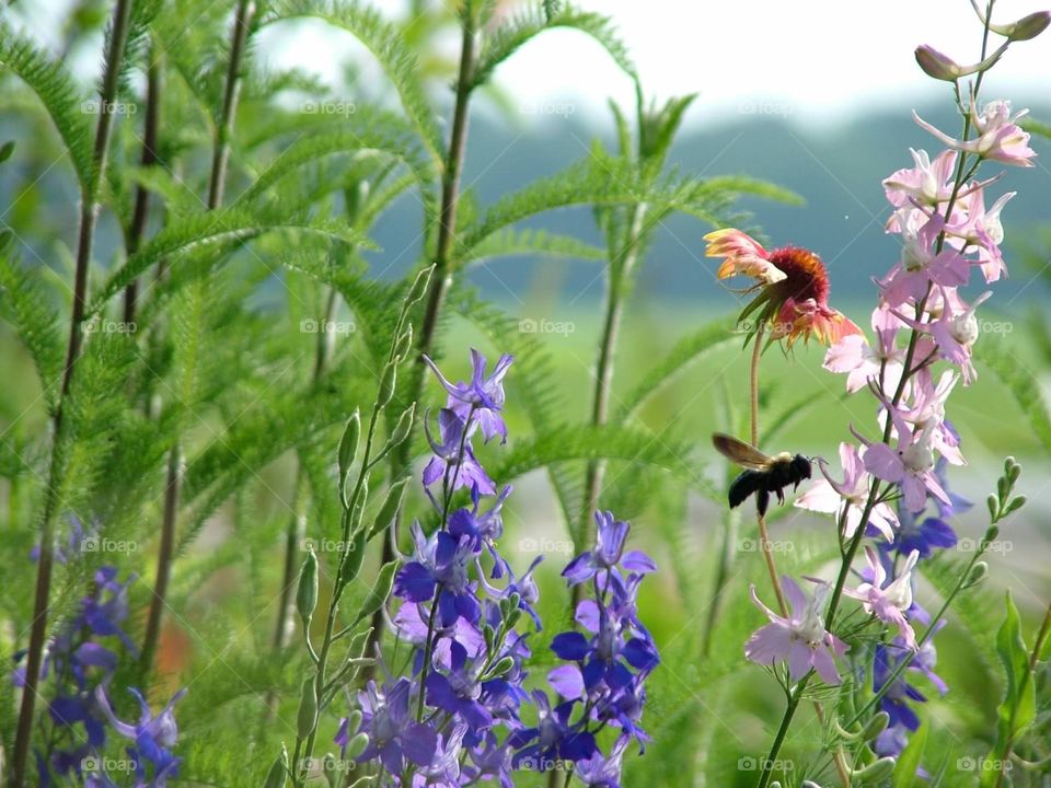 Pollination. Bee pollination wild flowers
