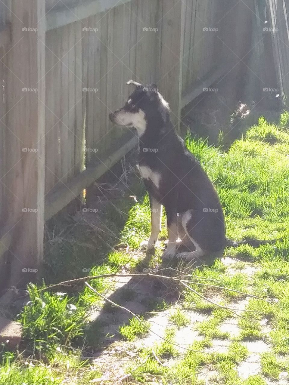 dog in the sunlight