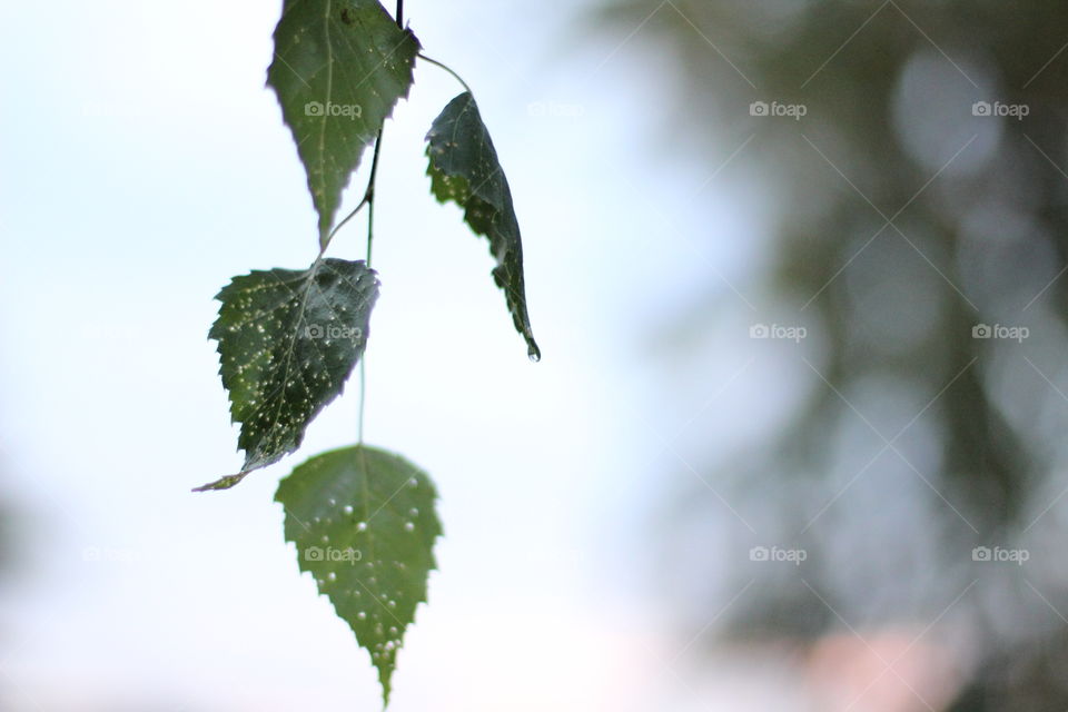 листья березы.birch leaves