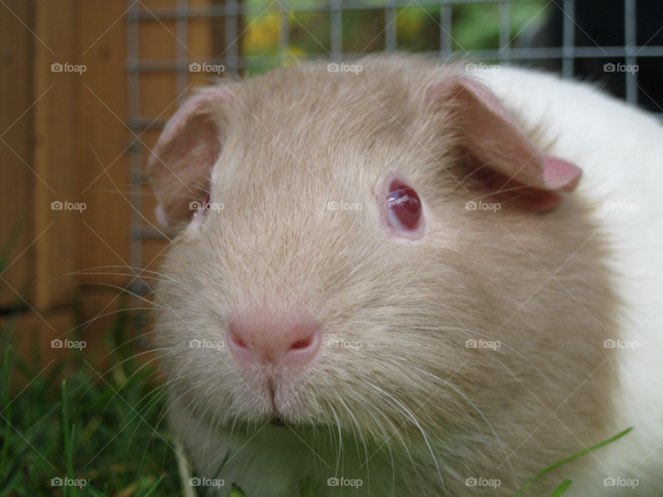 pet rodent guinea pig by invasion1973
