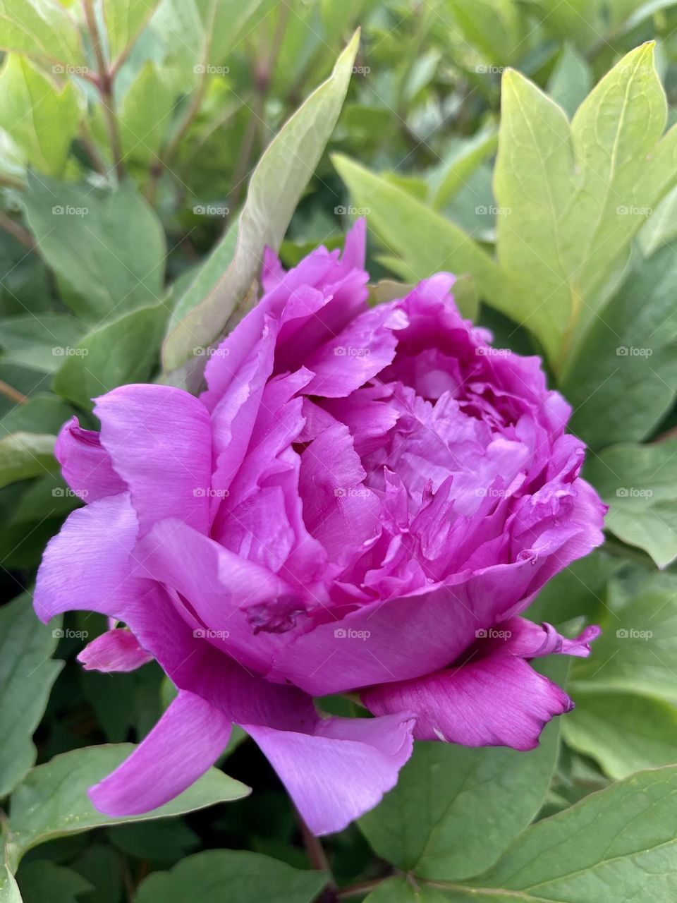 Stunning and magnificent tree peony flower, a sign of early spring that beautifies the landscape as well as the garden. 