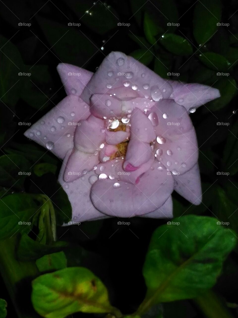 A beautiful  Rose  flower  at   night.Perls  like  beautiful  rain drops  are  decorating  her.