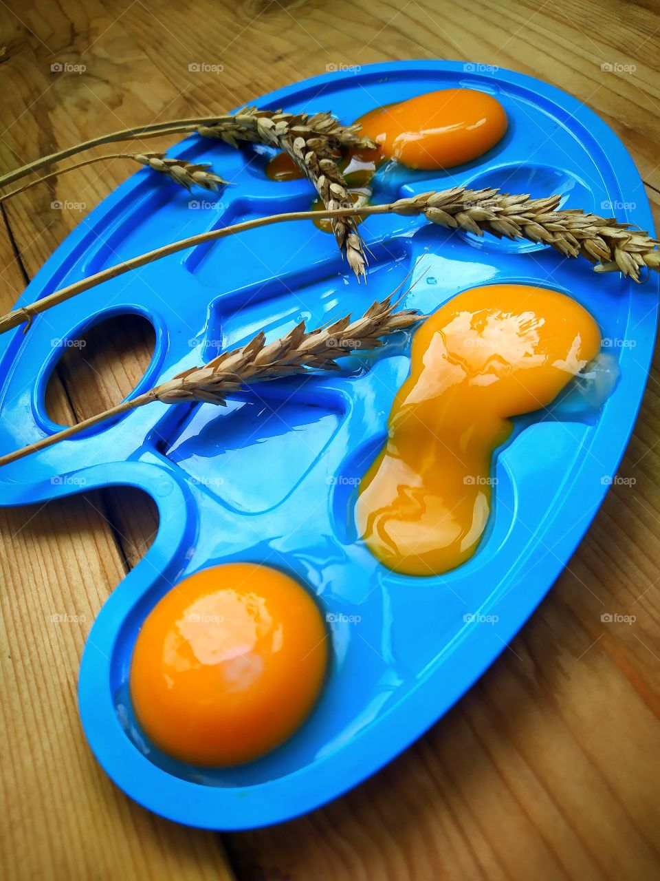 A blue paint palette containing orange chicken egg yolks.  Wheat ears complement the composition