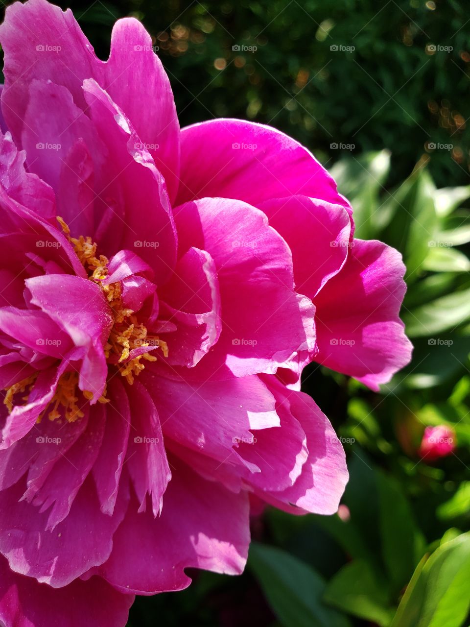 Beautiful peonies