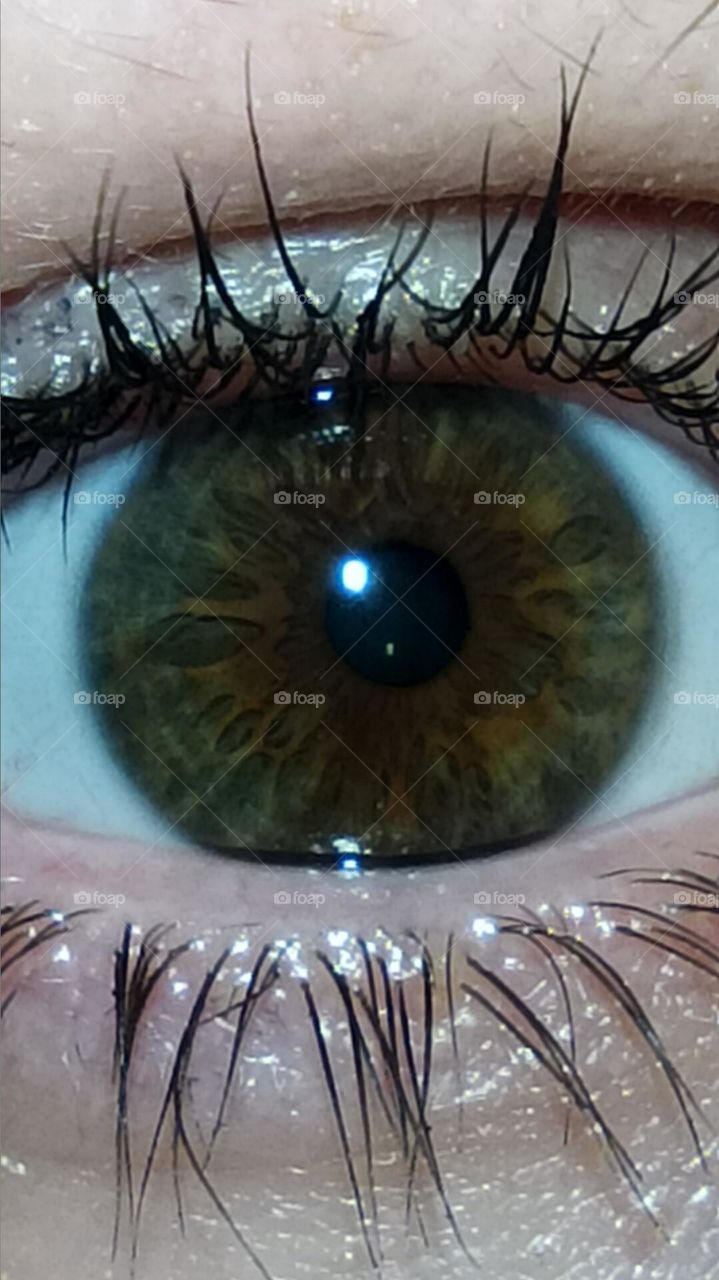 human eye