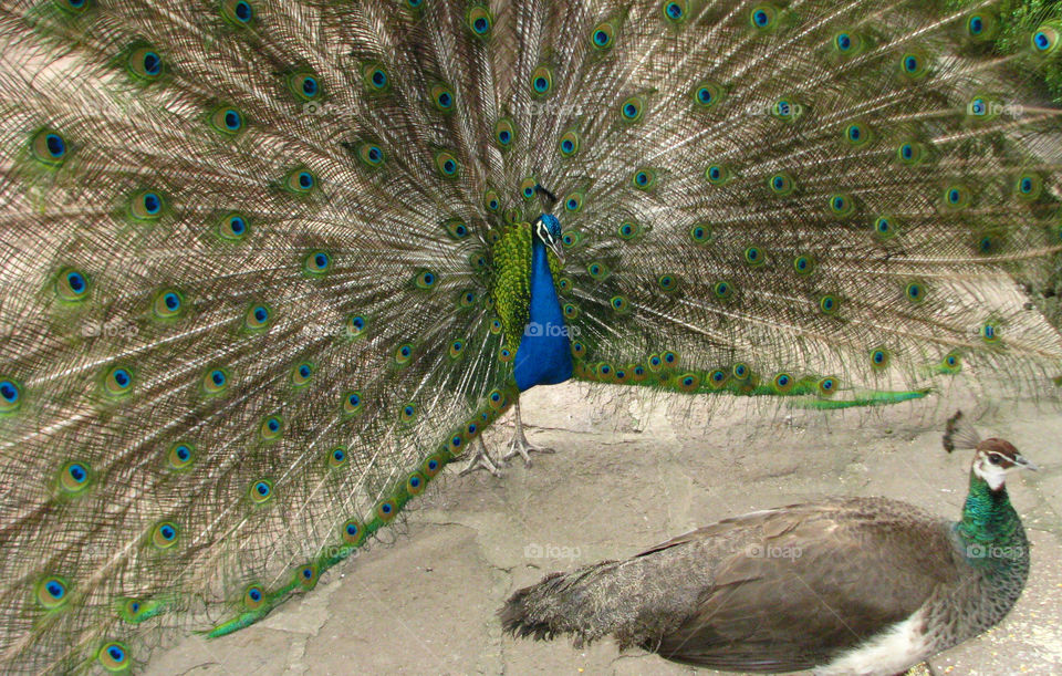 Peacock fanning out feathers