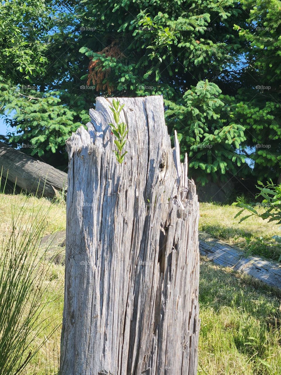 green plant sprouting from wooden stump in Oregon wetlands