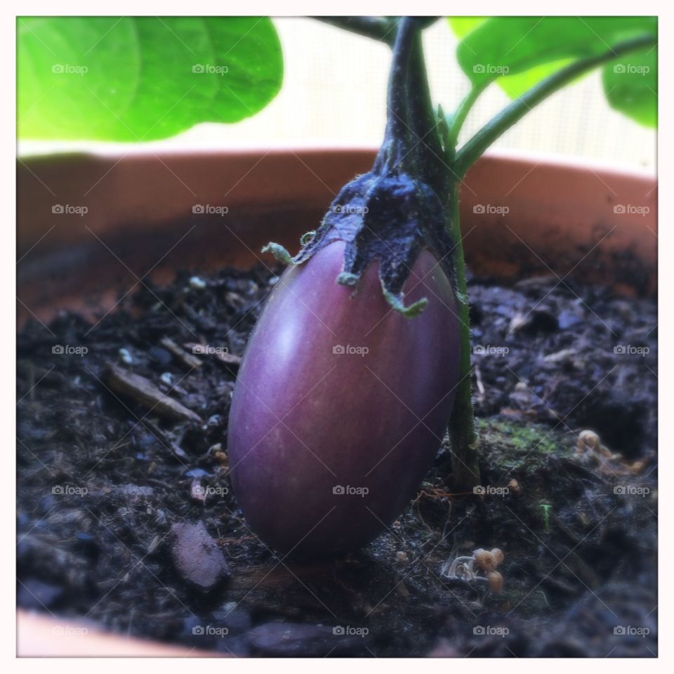 Baby eggplant 