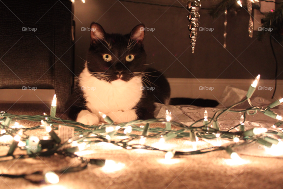 christmas cat holiday kitty by edrebbweb