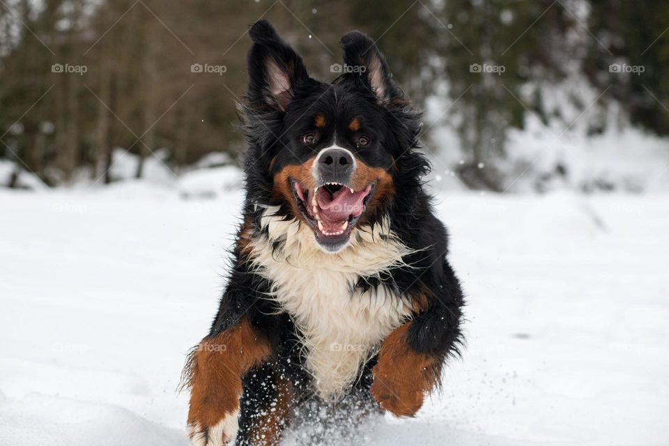 Dog bernese mountain