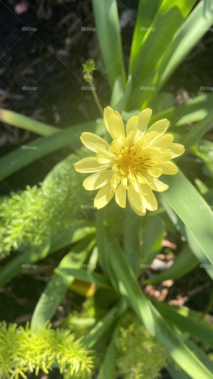 Sunny Day sprouted a Wild Yellow Flower. 