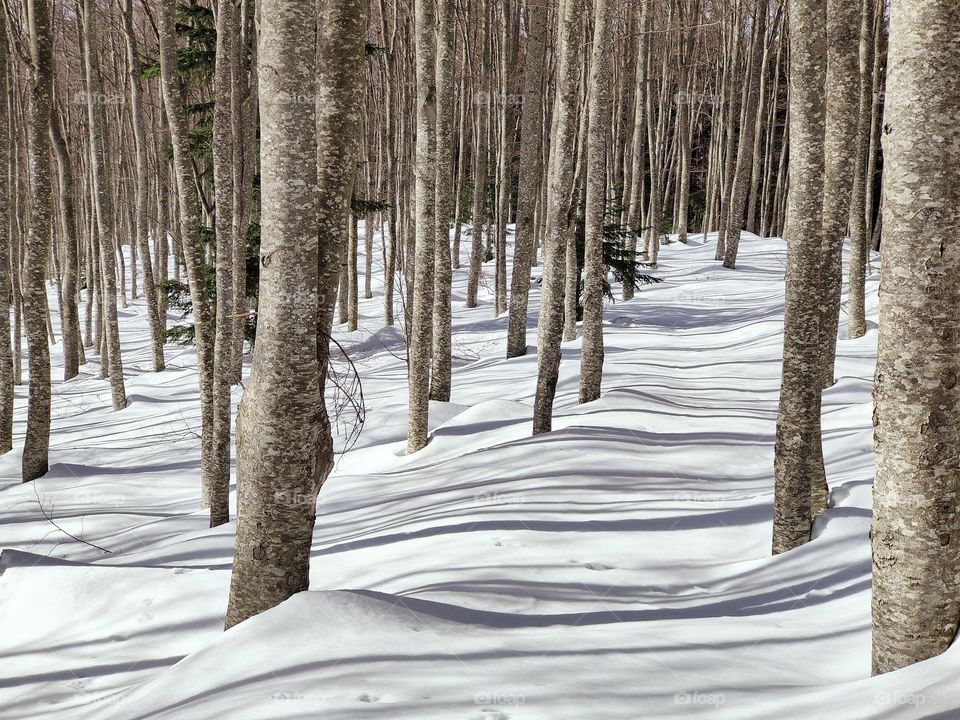 shadows of tree trunks on the snow