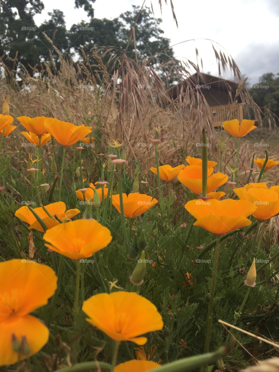 California Poppy’s blooming in the summer!