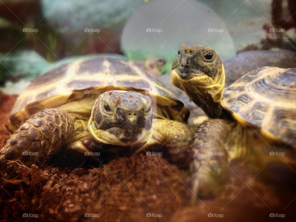 Turtles.