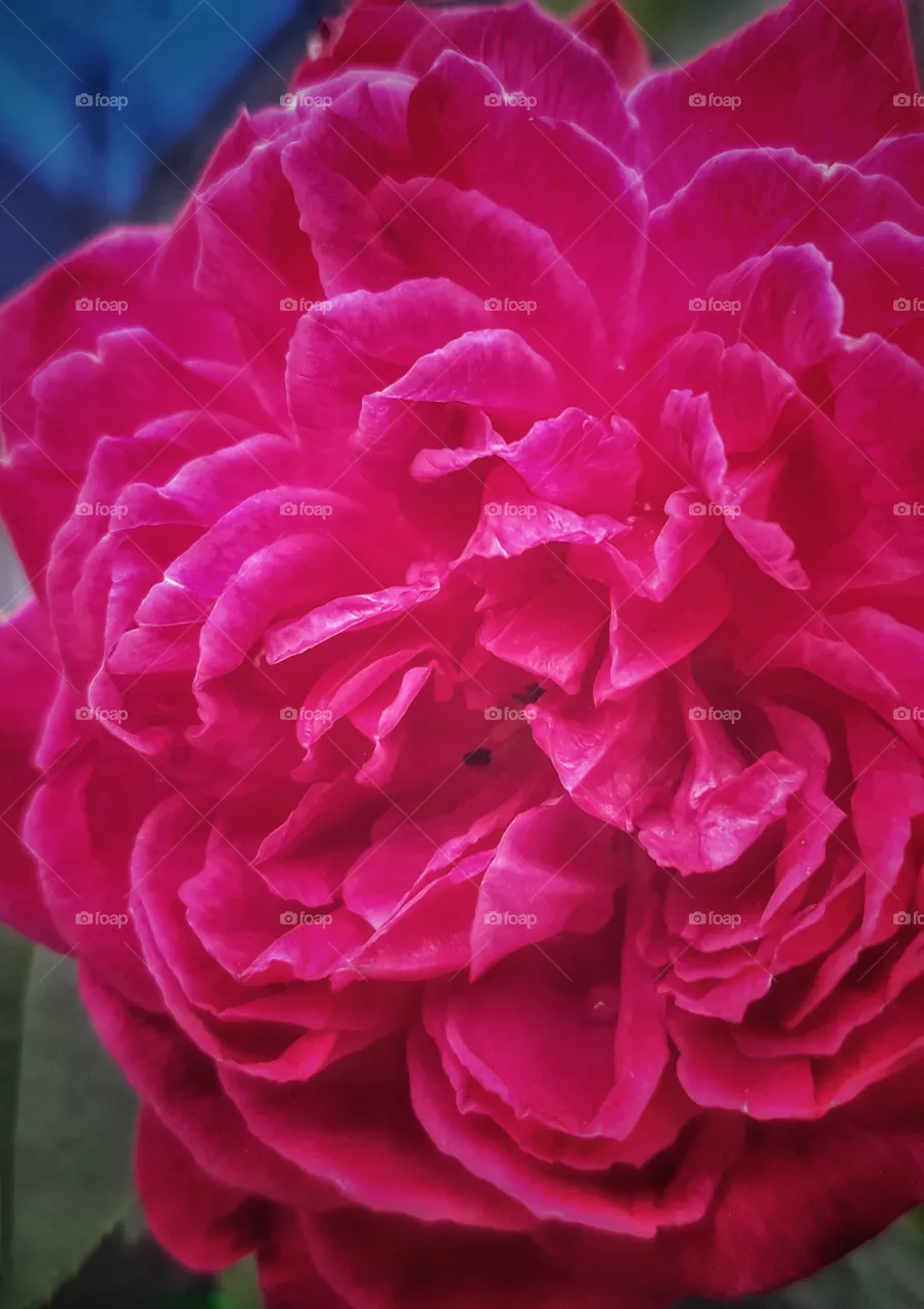 blooming