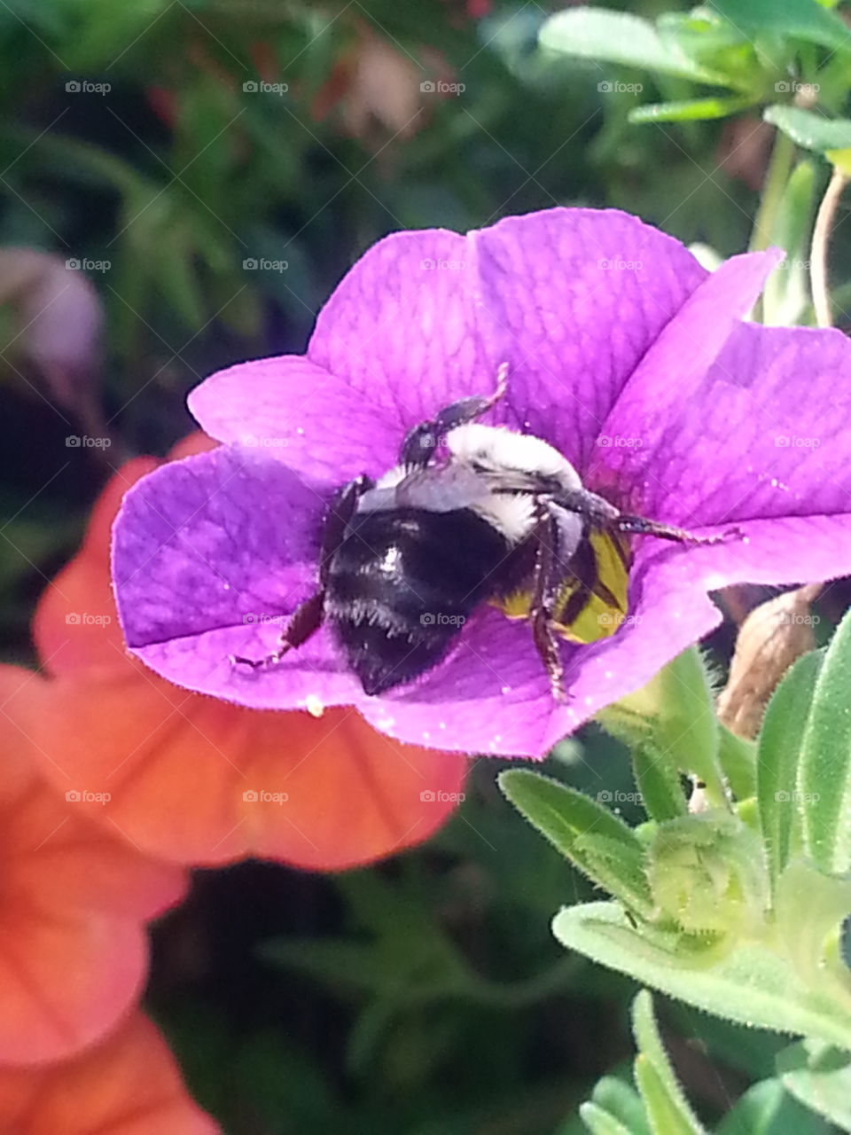 Violet Flower Bee