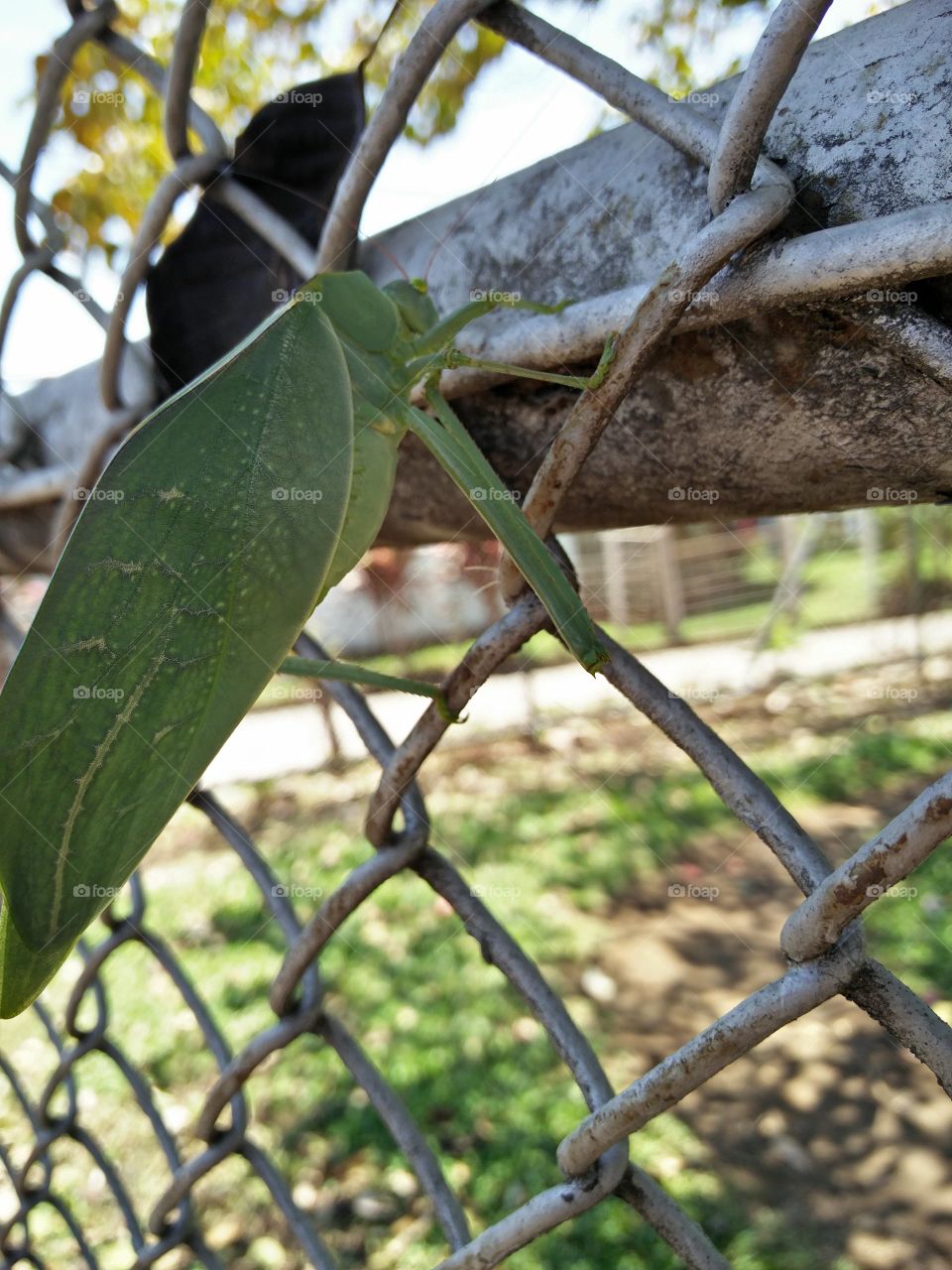 Green insect