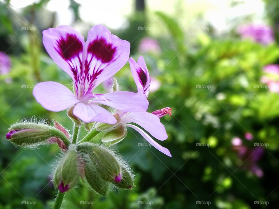 The beauty of the nature