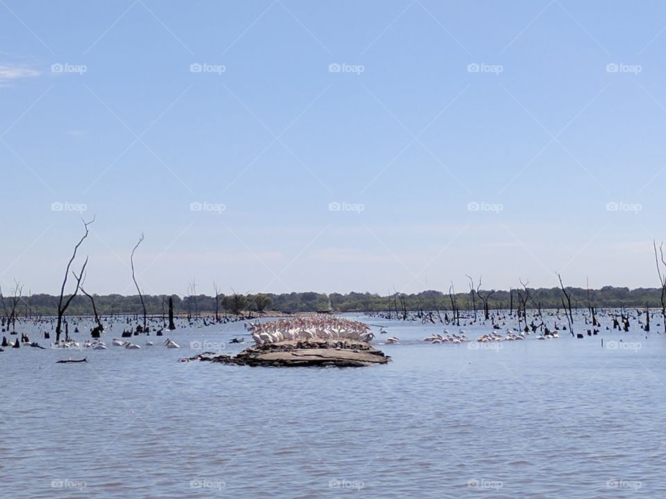 mass pelicans