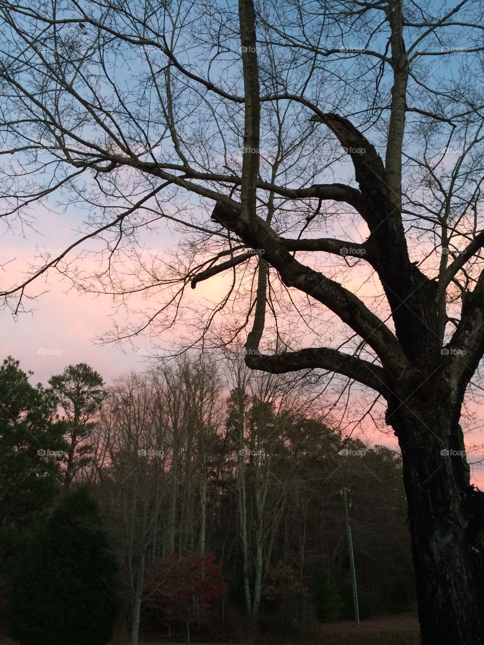 Tree at sunset