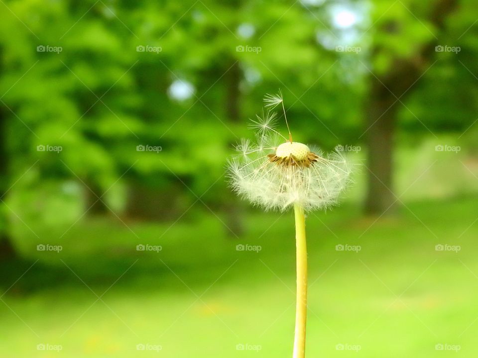 Dandilion seeds blowing in the wind