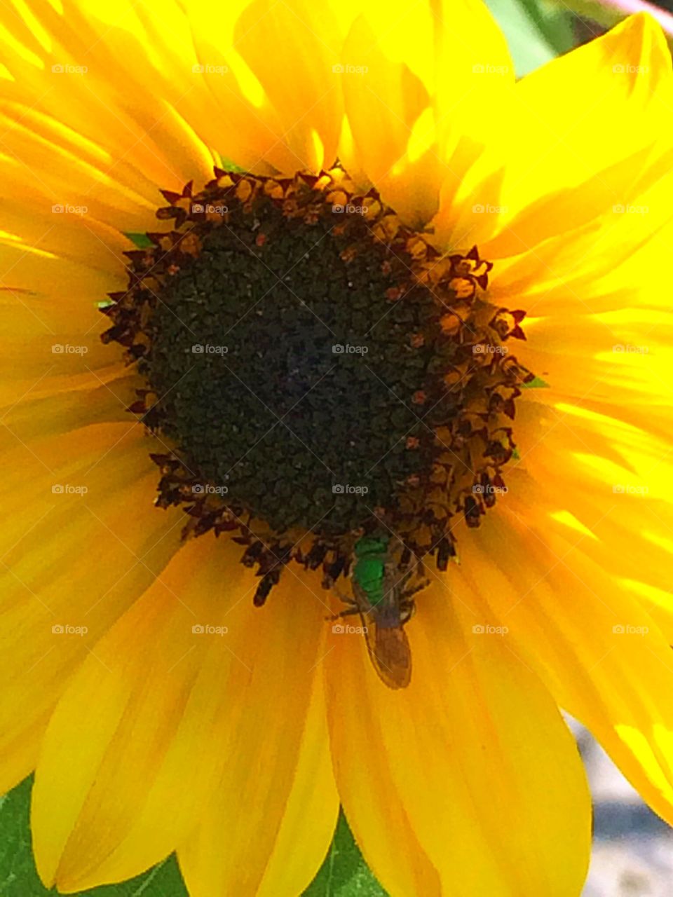 Happy Sunflower 
