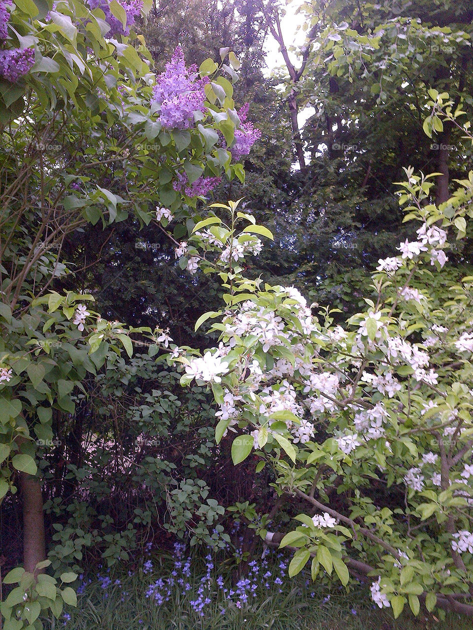 SPRING GARDEN - LILAC, APPLE BLOSSOM, BLUEBELLS.