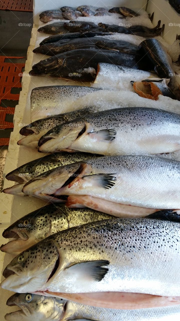 fish market, salmon sale