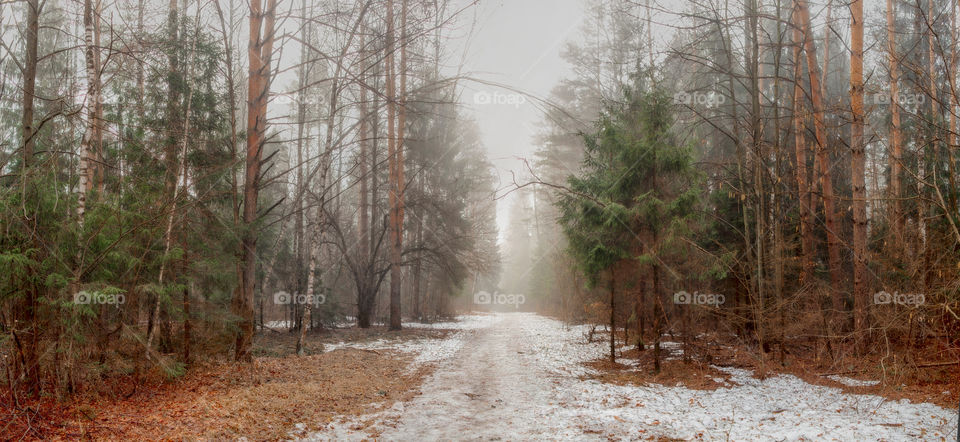 Misty morning in a spring forest 