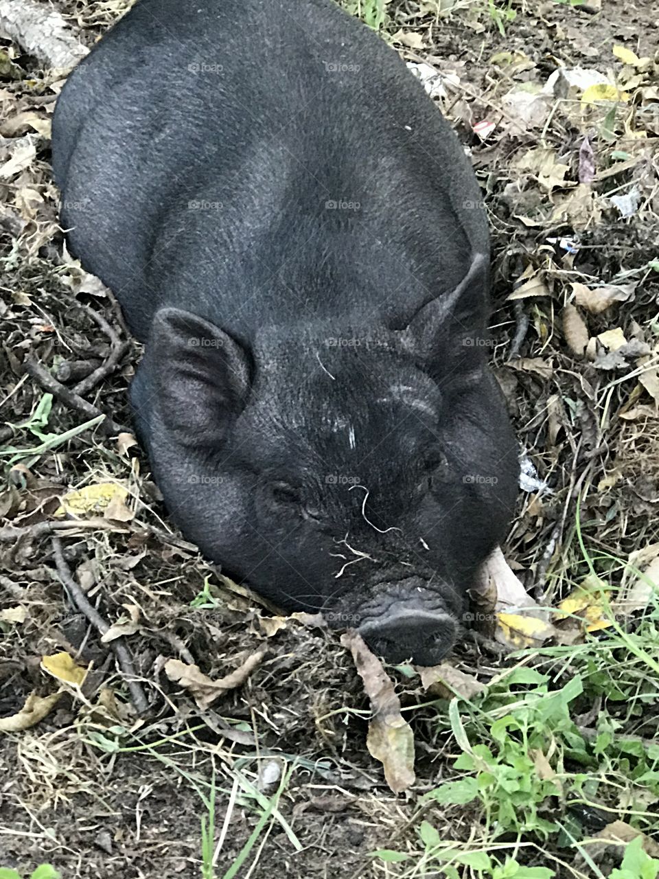 Lazy pig