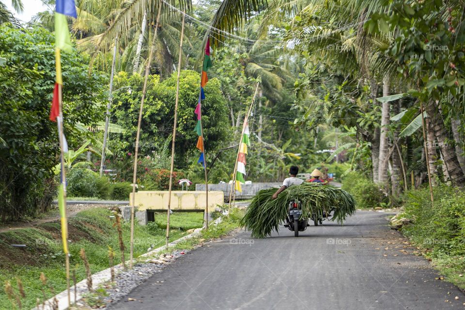 People carrying grasses using motorcycles 