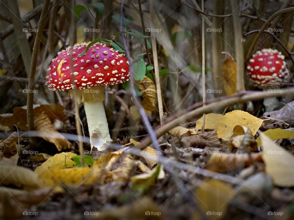 toadstools