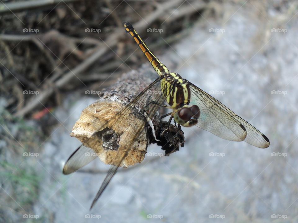 dragonflies perched on wooden trays