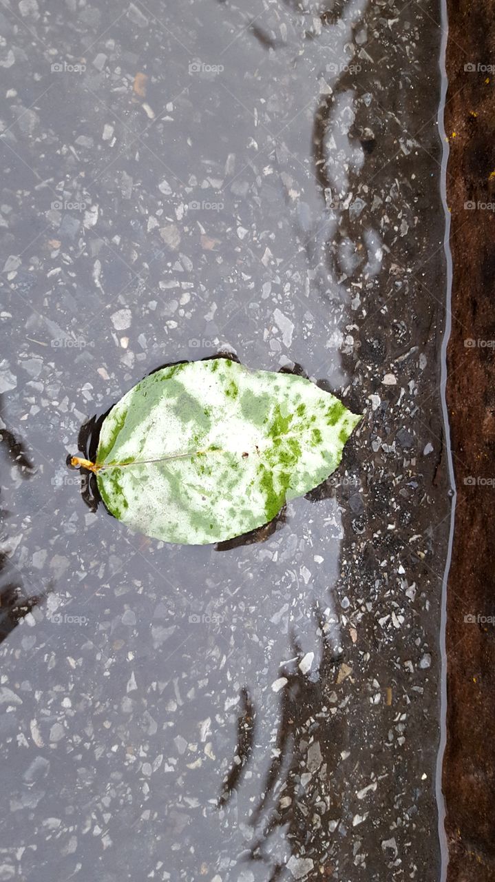 Leaf on a puddle