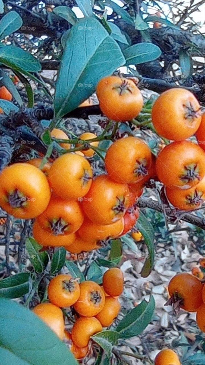 wild berry / fruto silvestre