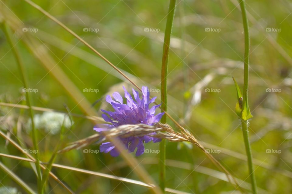 Liliac flower