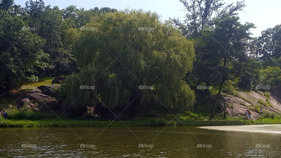 weeping willow on the edge near lake