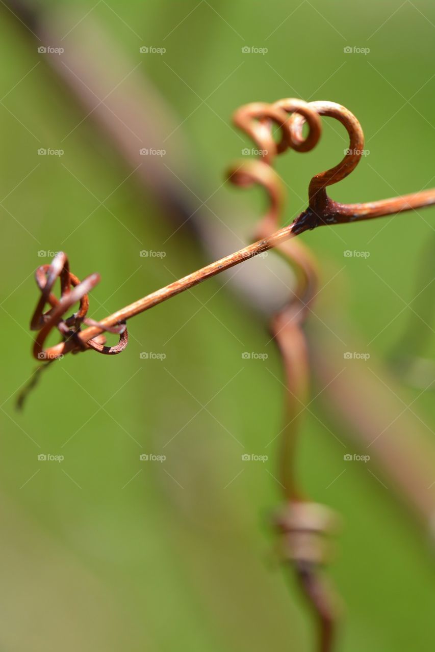 art of the grapevine tendril