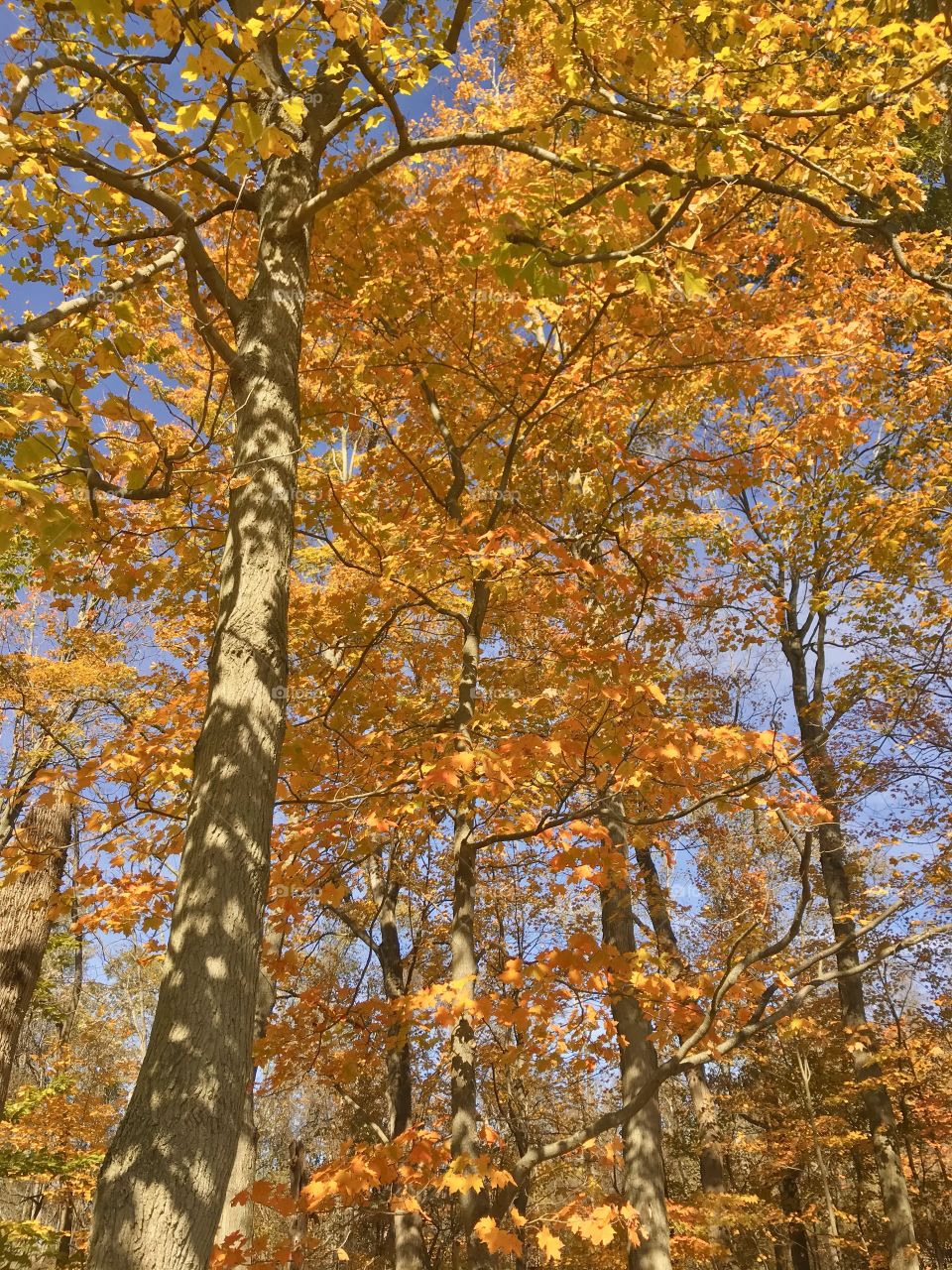 Colorful autumn leaves 