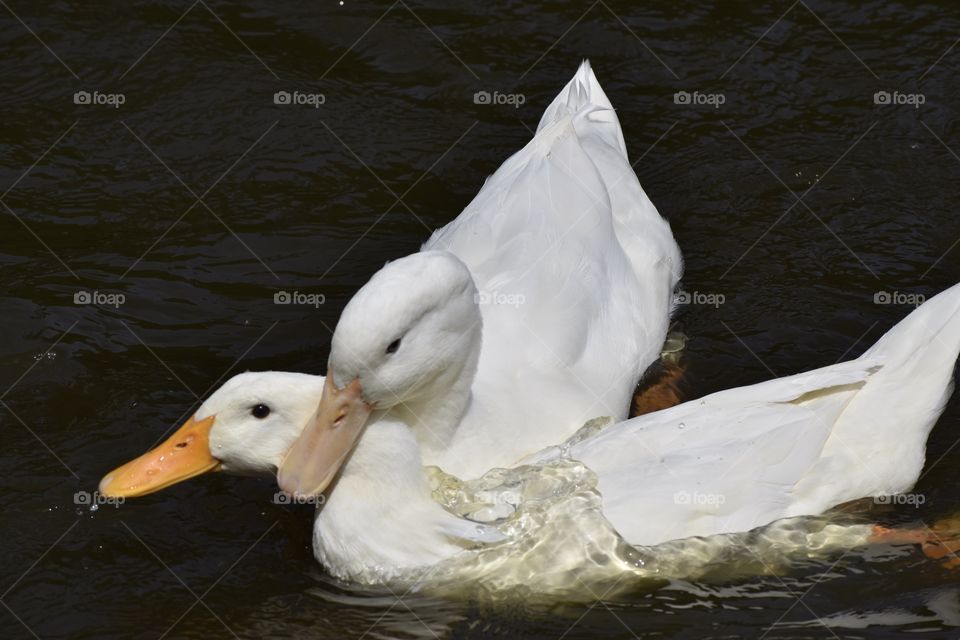 White Ducks Loving