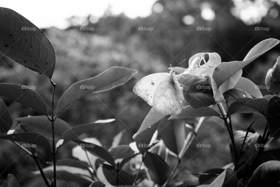 Black and white butterfly