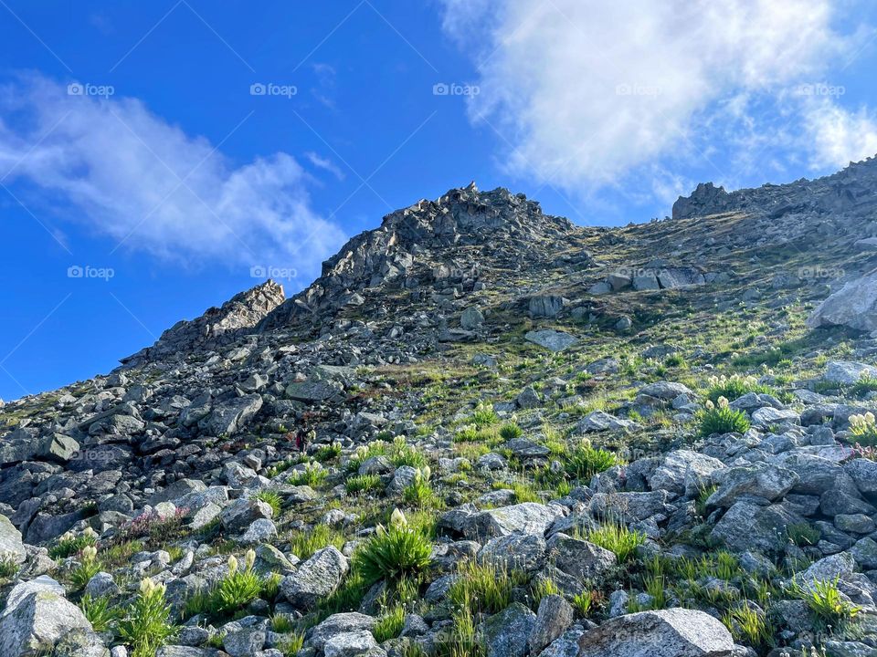 Bhramkamal: Precious rare Himalaya flowers 